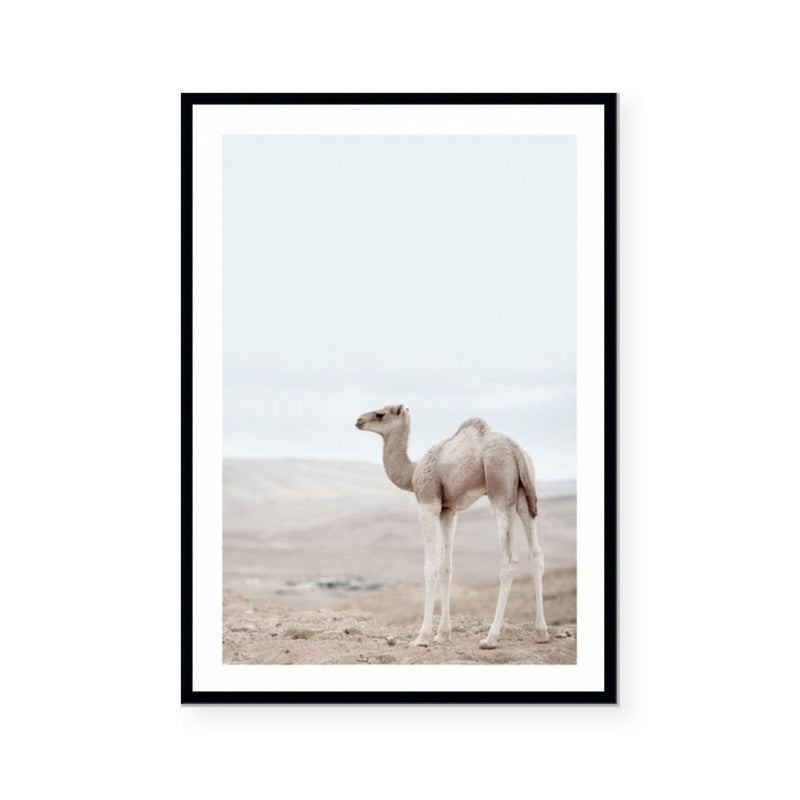 Sahara Calf