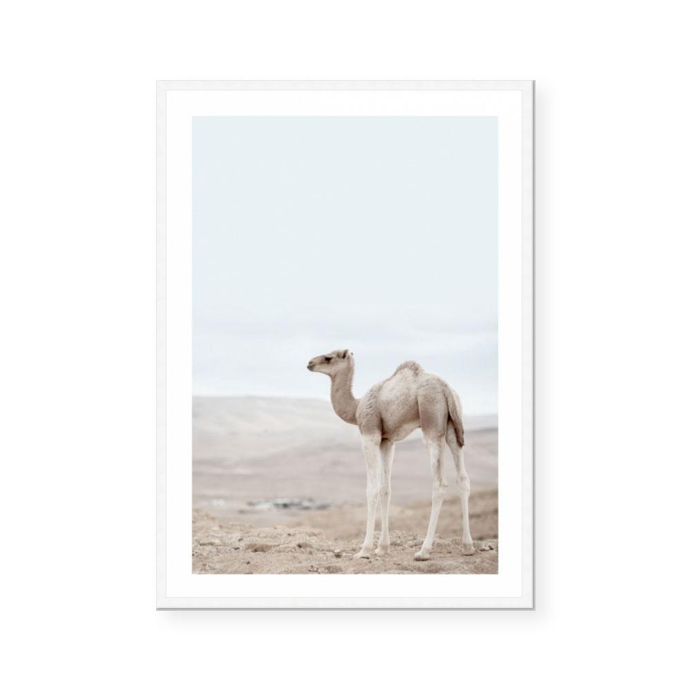 Sahara Calf
