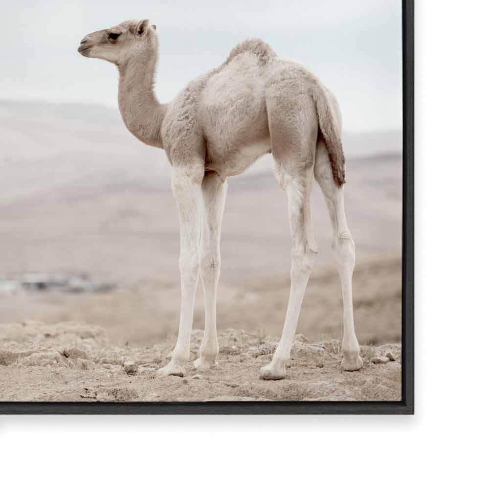 Sahara Calf