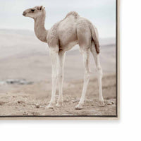 Sahara Calf