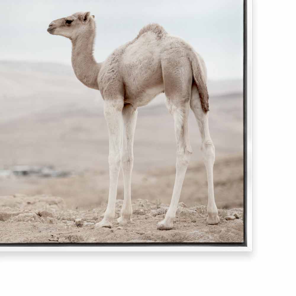 Sahara Calf