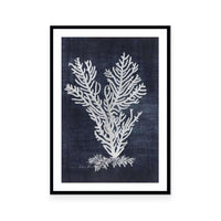 Sea Fan 2 | Navy