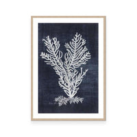 Sea Fan 2 | Navy