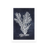 Sea Fan 2 | Navy