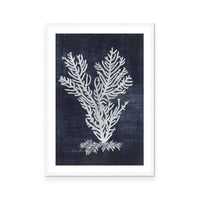 Sea Fan 2 | Navy
