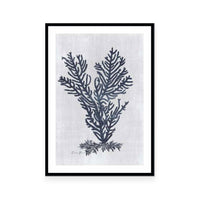 Sea Fan 2 | White