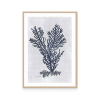 Sea Fan 2 | White