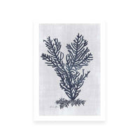 Sea Fan 2 | White