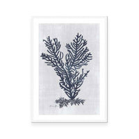 Sea Fan 2 | White