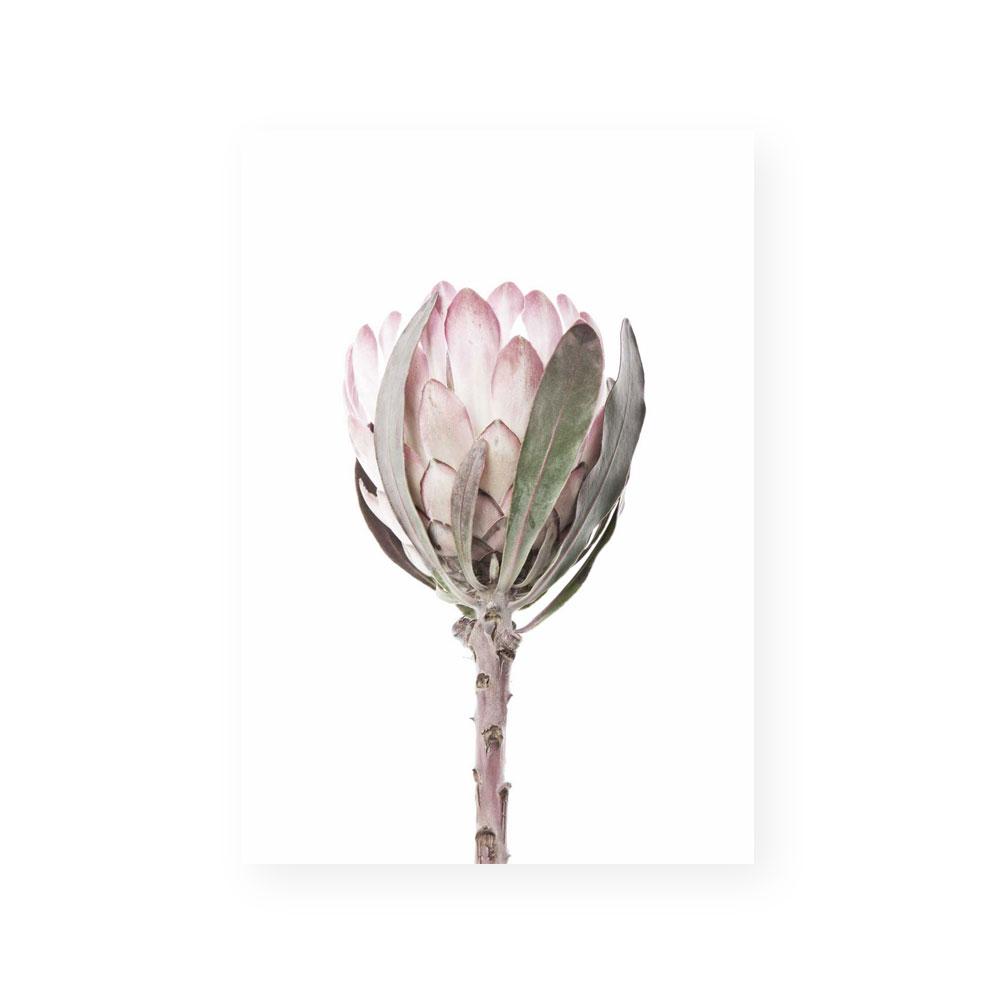 Simple Protea
