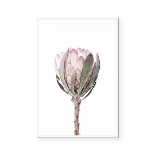 Simple Protea