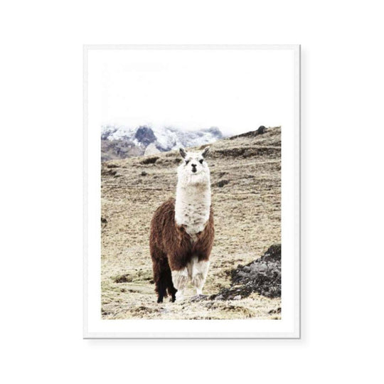 South American Tracks