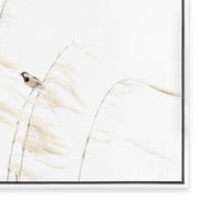 Sparrow Amongst the Pampas