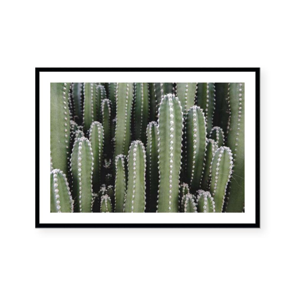 Spines