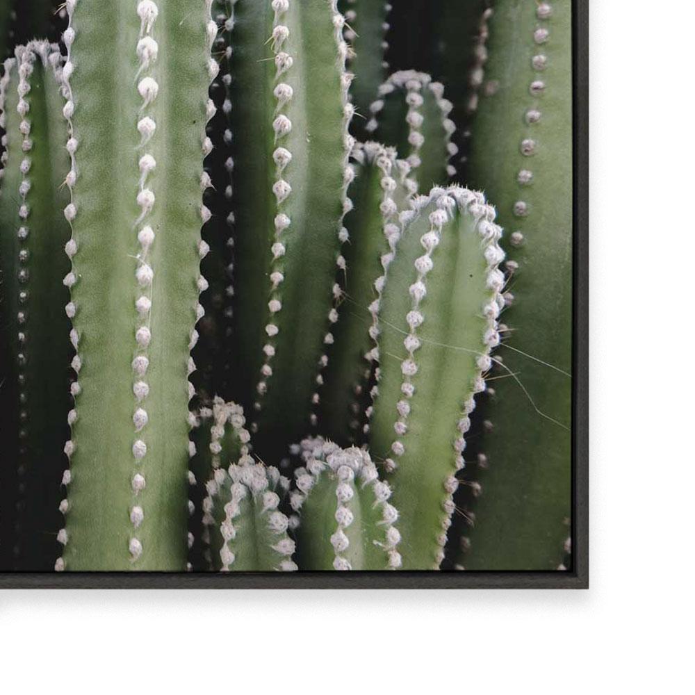 Spines