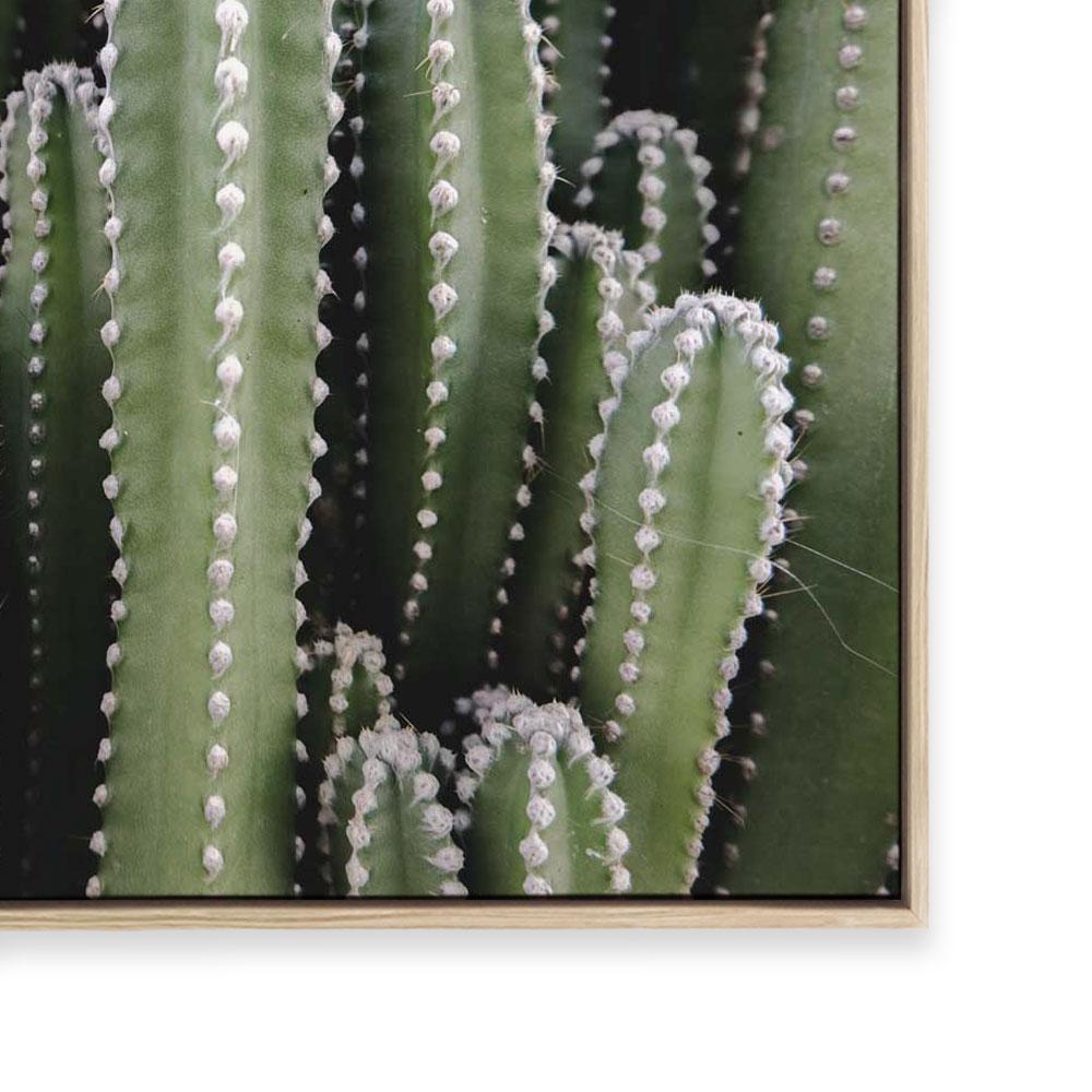 Spines