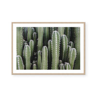 Spines