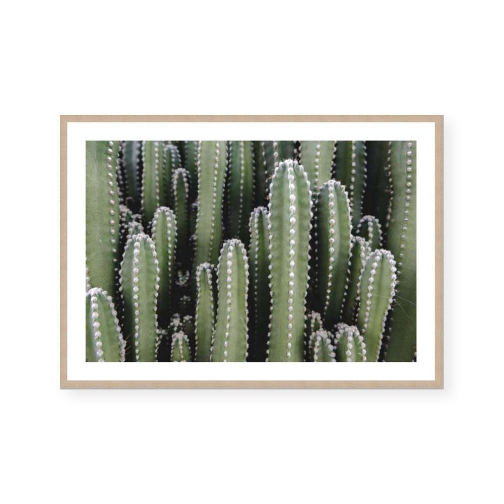 Spines