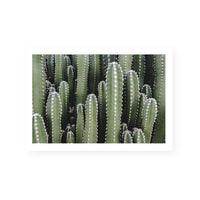 Spines