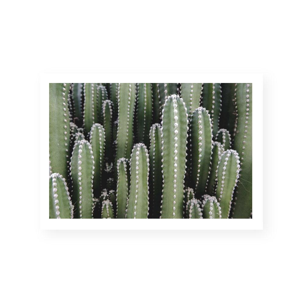 Spines