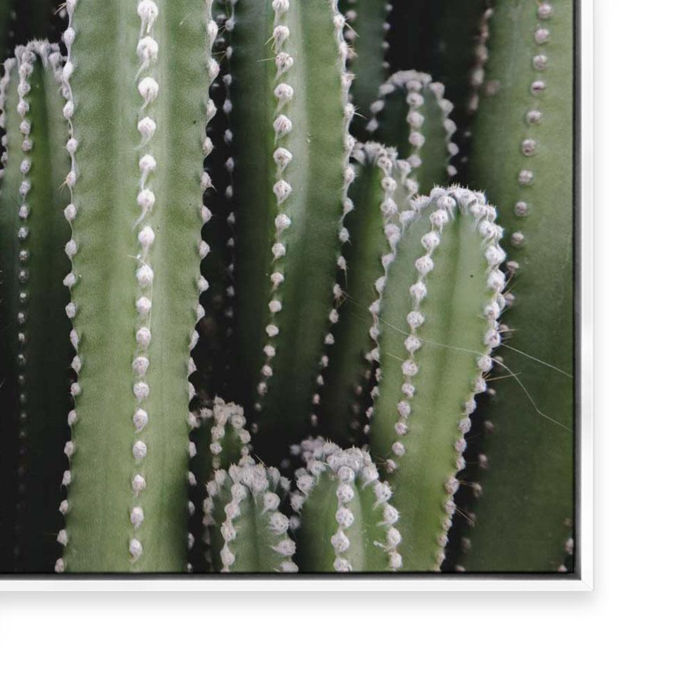 Spines