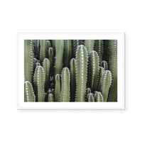 Spines