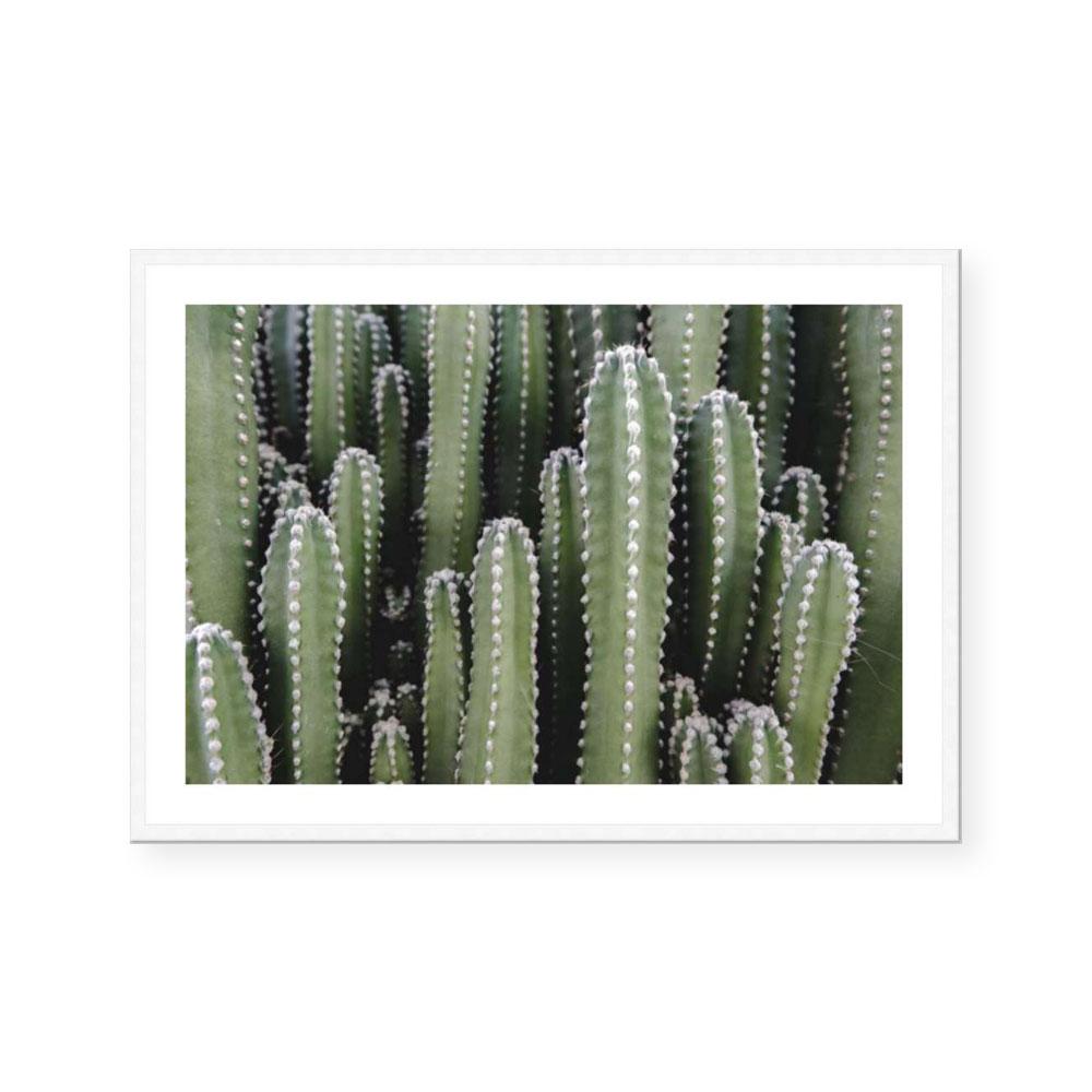 Spines