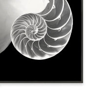 Spiral II