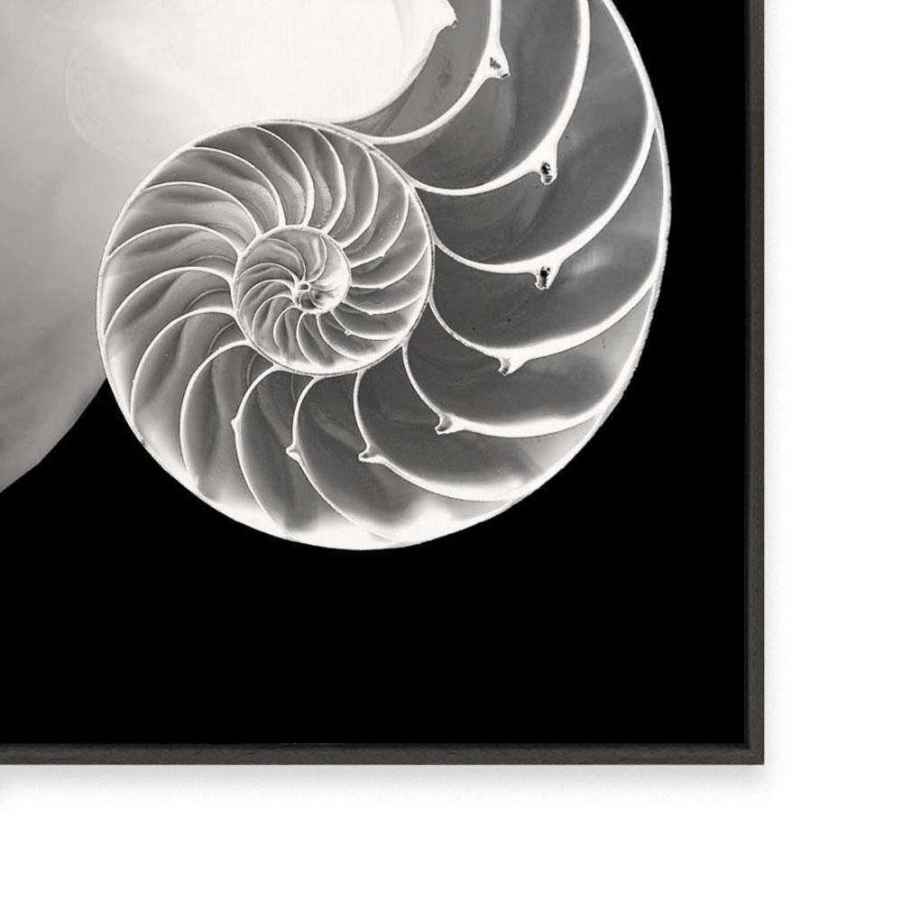 Spiral II