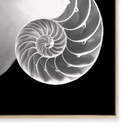 Spiral II