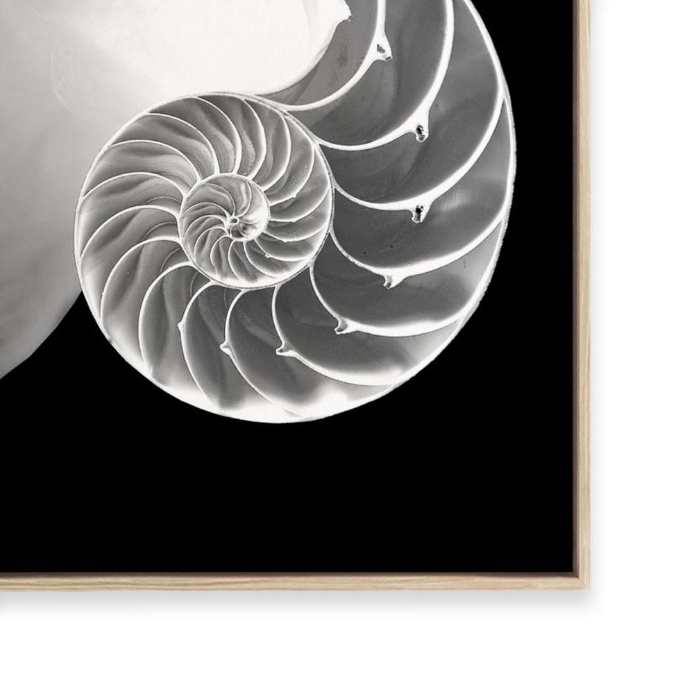 Spiral II