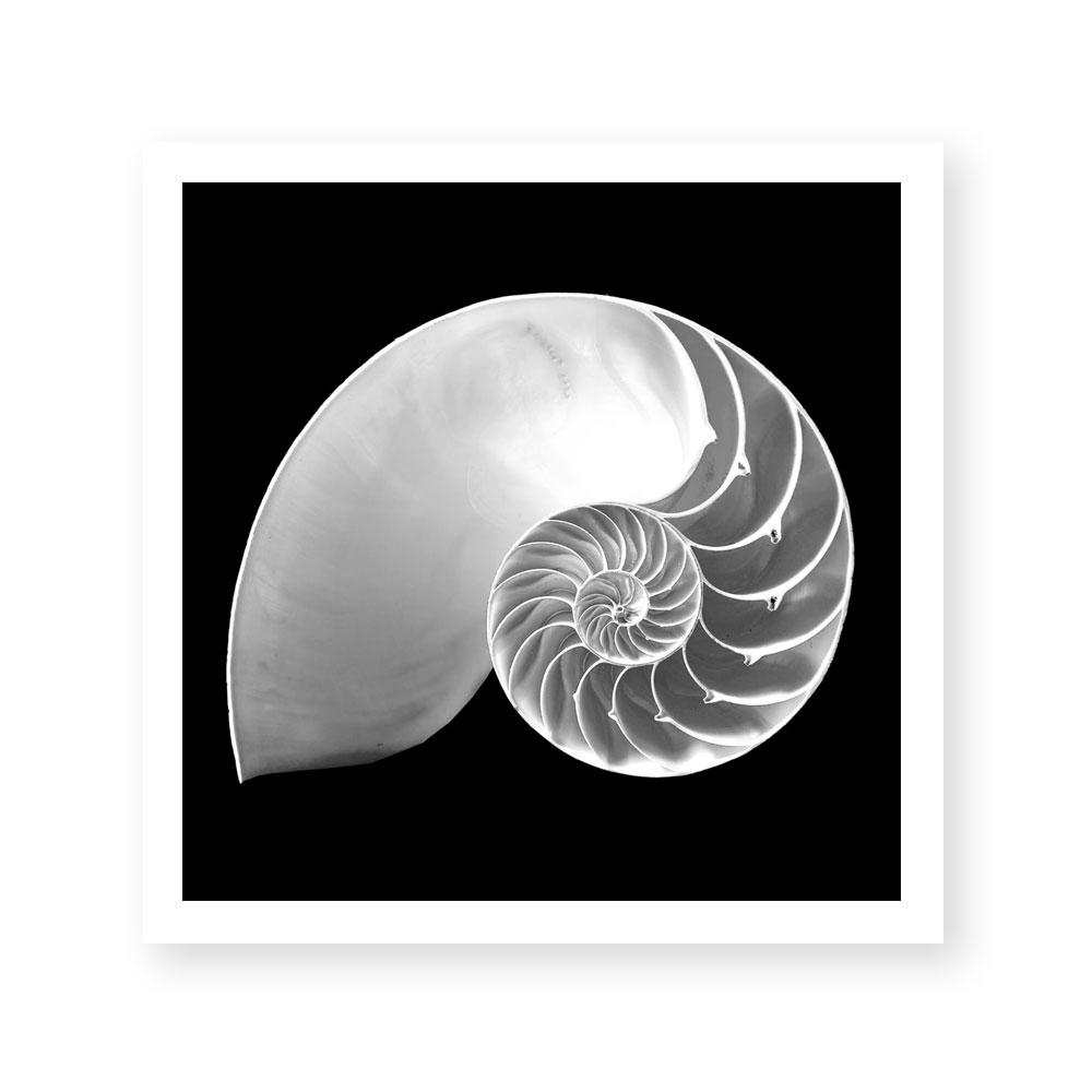Spiral II