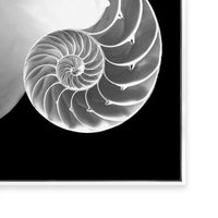 Spiral II