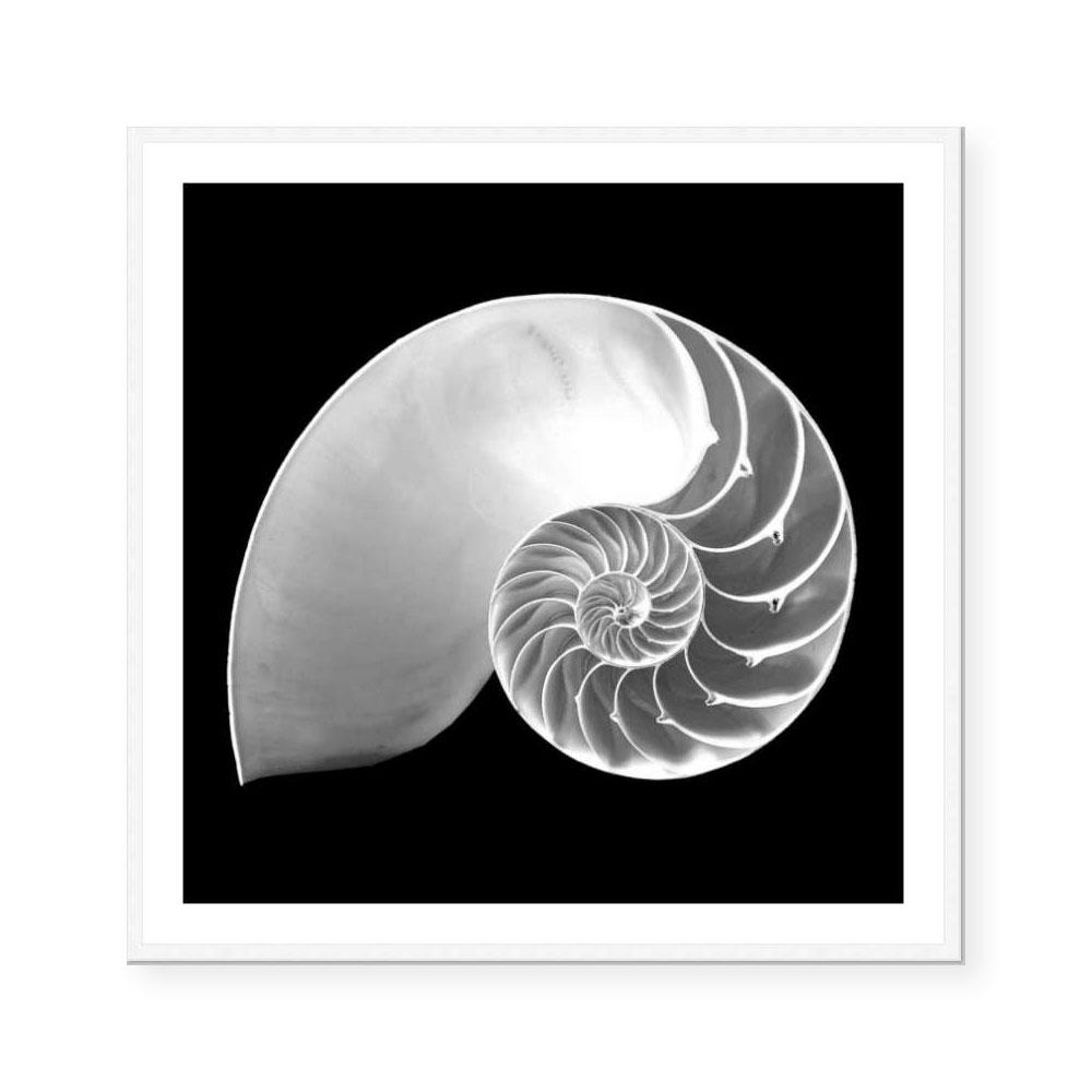 Spiral II