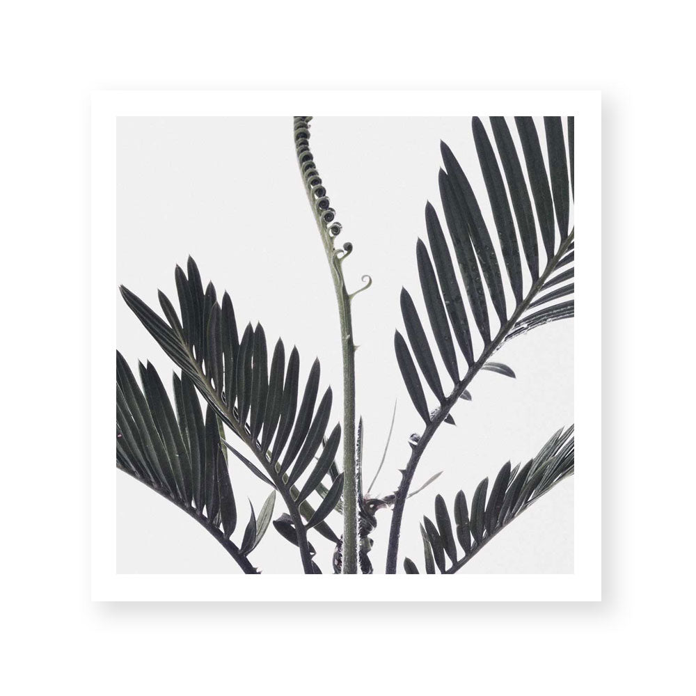 Stems I