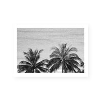 Palms