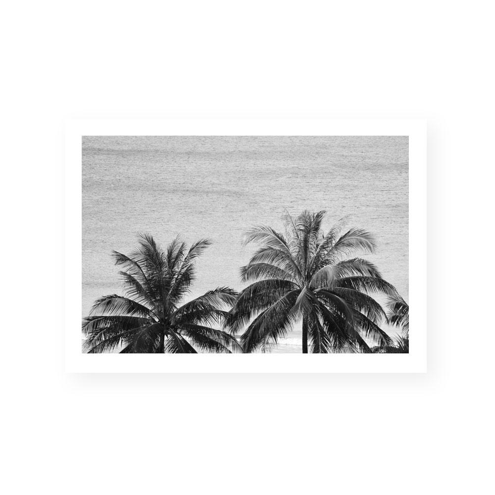 Palms