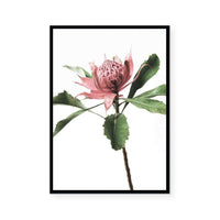 The Waratah