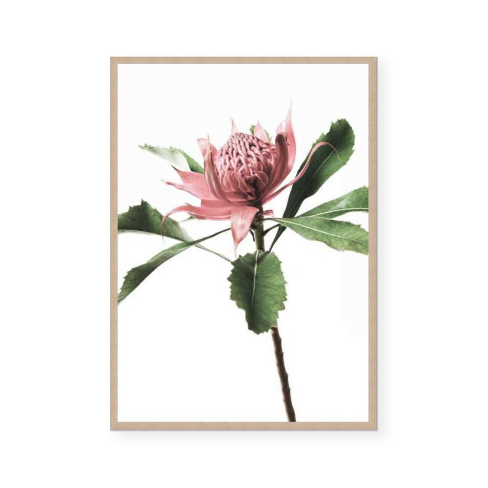 The Waratah
