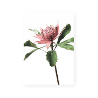 The Waratah