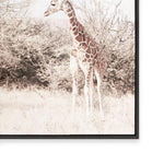 This Here Giraffe I