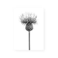 Thistle Flower