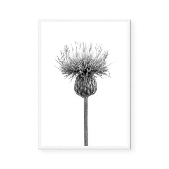 Thistle Flower