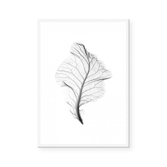 Transparent Florals III