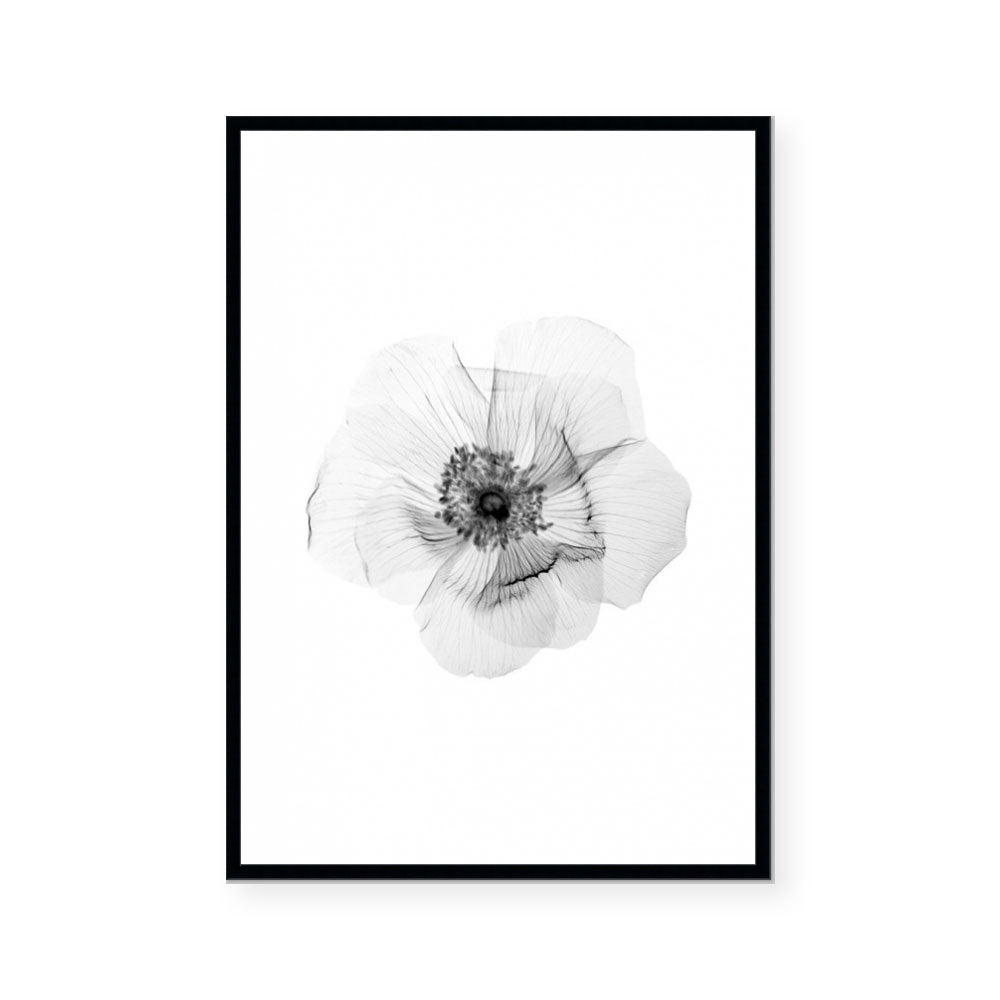 Transparent Florals II