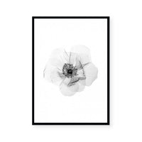 Transparent Florals II