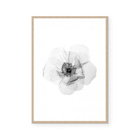 Transparent Florals II