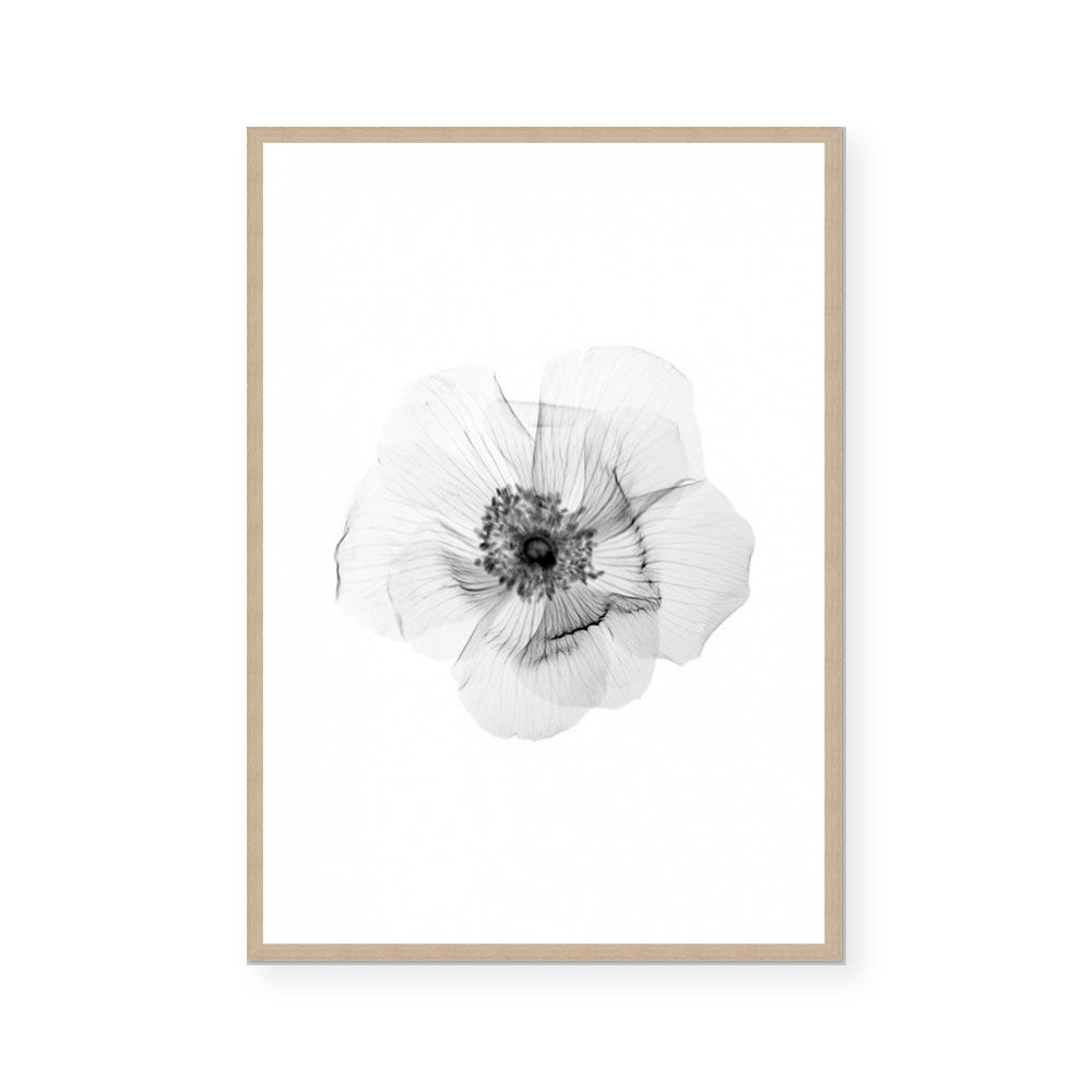 Transparent Florals II