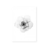 Transparent Florals II