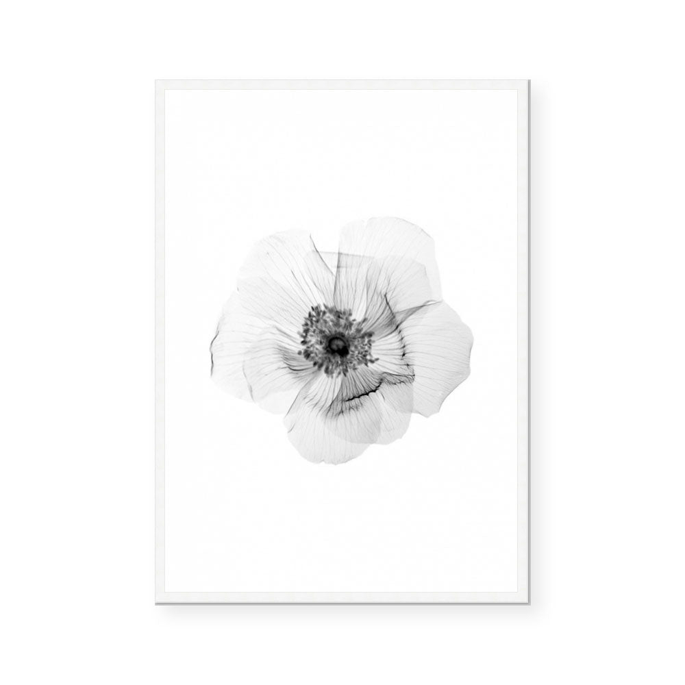 Transparent Florals II